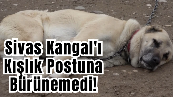 Sivas Kangal'ı Kışlık Postuna Bürünemedi! 