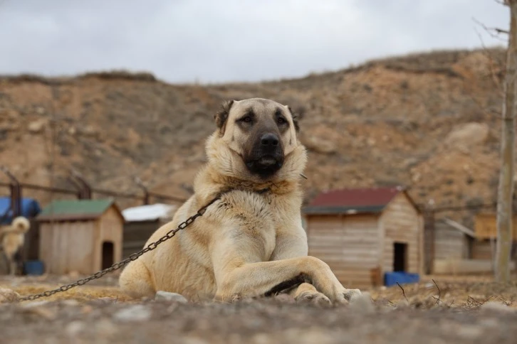 Kurtları Bölgeden Uzaklaştırmanın En İyi Yolu Kangal Köpekleri 
