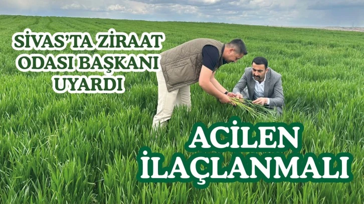 Ziraat Odası Başkanı Uyardı! Acilen İlaçlanmalı 