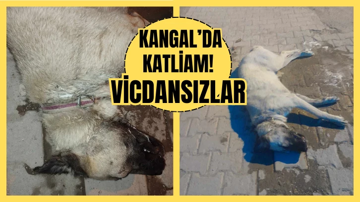 Kangal’da Katliam! Vicdansızlar 