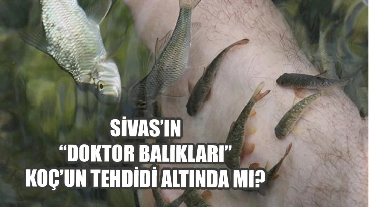 Sivas’ın “Doktor Balıkları” Koç’un Tehdidi Altında Mı?