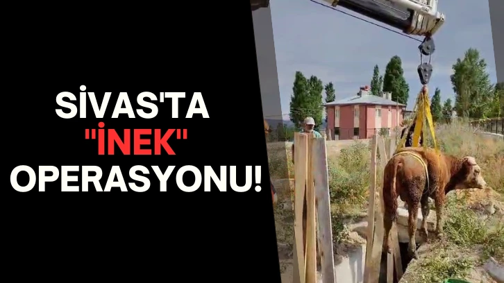 Sivas'ta 'İnek' Operasyonu!
