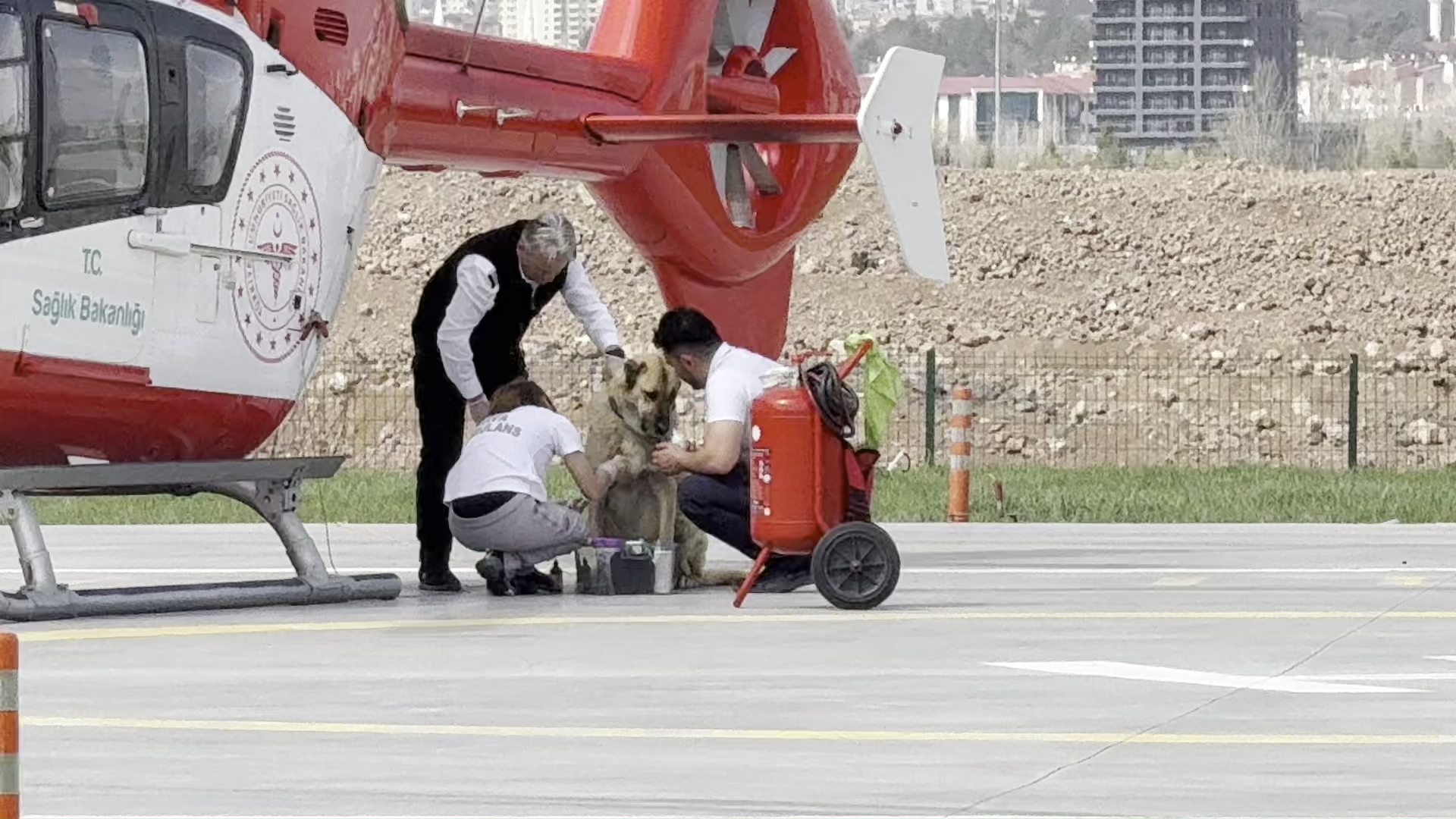 Ambulans helikopter bu kez bir Kangal Köpeği'nin imdadına yetişti