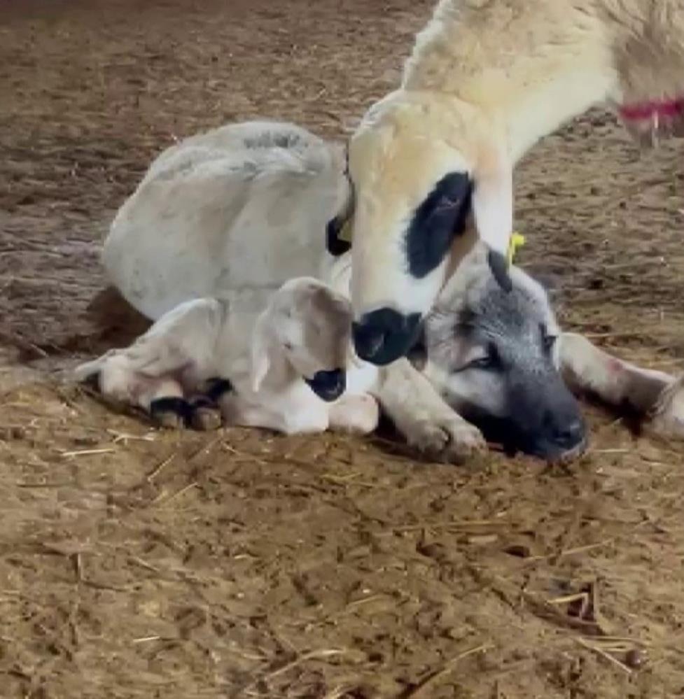 Kangal ile Kuzunun Dostluğu Görenleri Duygulandırdı