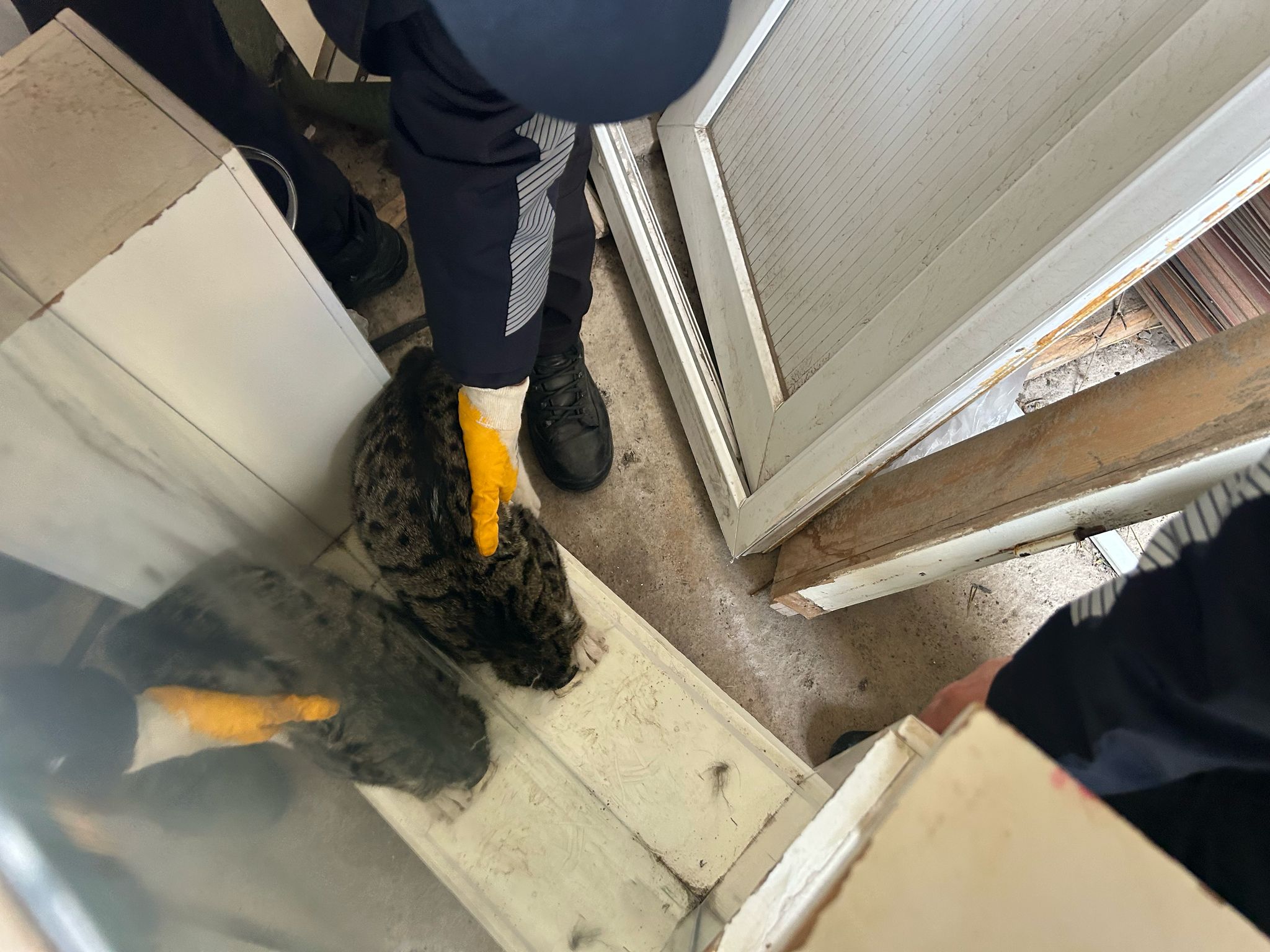 Sivas'ta Dolaba Sıkışan Kedi Uzun Uğraşlar Sonucu Kurtarıldı