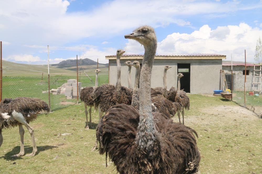 Sivas'ın bozkırında bu işi yapan tek kişi! 