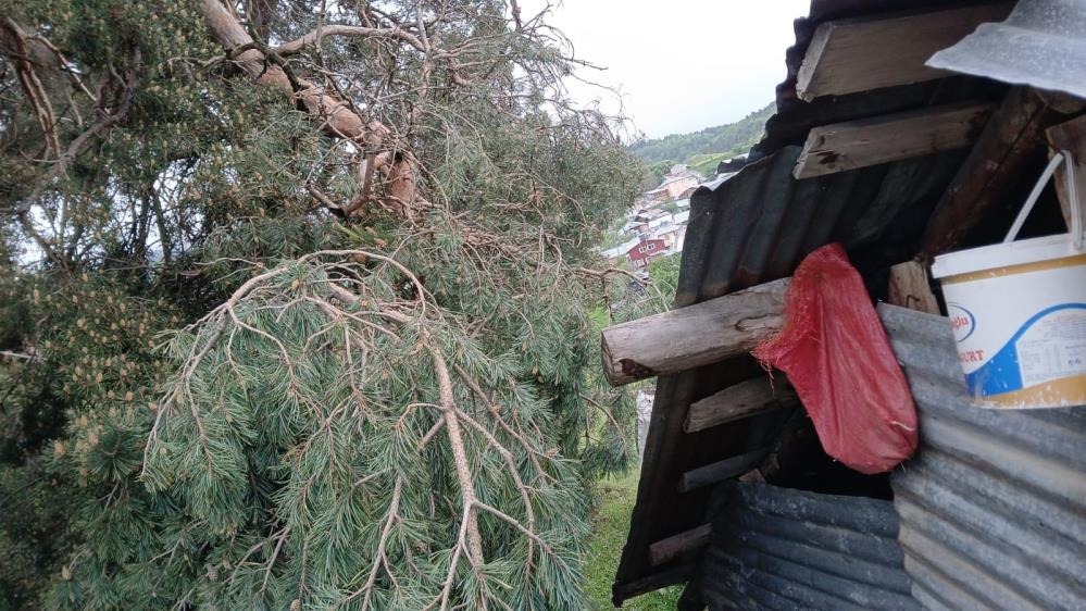 Sivas'ta Büyükbaş Hayvanlar Faciadan Döndü