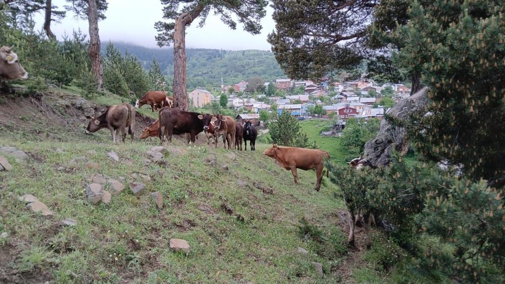 Sivas'ta Büyükbaş Hayvanlar Faciadan Döndü