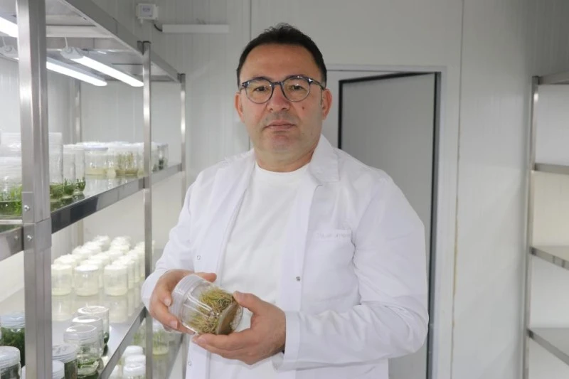 Uzmanı uyardı: Meyan kökünün fazlası sağlığa zarar