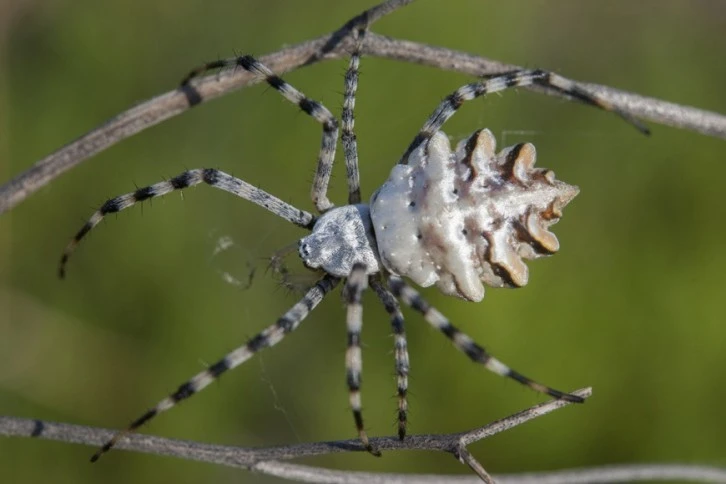 DİKKAT! Bu Örümceği Sivas'ta Görürseniz Yetkililere Bildirin 