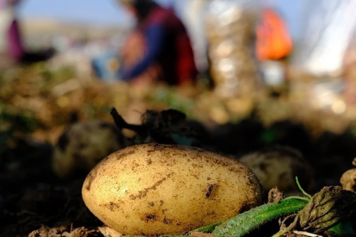 Mayıs Ayının En Fazla Pahalanan Ürünü Patates 