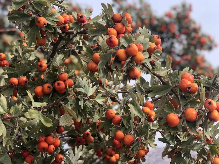 Sivas'ın Kalp Dostu Meyvesi: "Alıç"