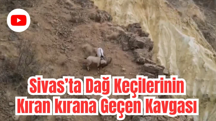 Sivas'ta Dağ Keçilerinin Uçurumun Kenarında Kıran Kırana Geçen Kavgası 