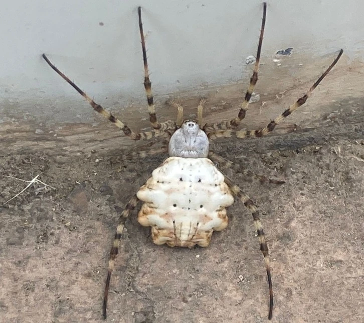 Sivas’ta Görülen Zehirli Örümcekle İlgili Açıklama Geldi 