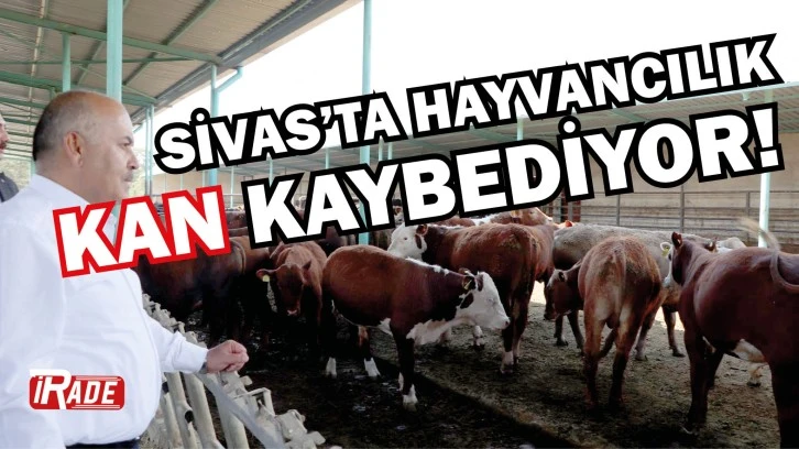 Sivas'ta Hayvancılık Kan Kaybediyor! Müdürlük Ne Yapıyor?