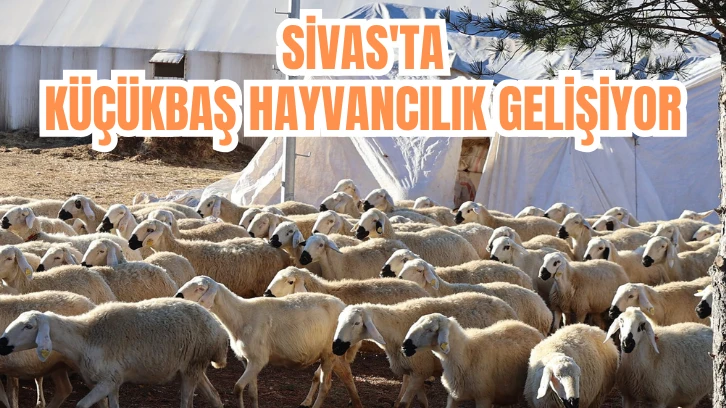 Sivas'ta Küçükbaş Hayvancılık Gelişiyor