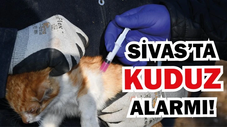 Sivas’ta Kuduz Alarmı! Hayvanlar Tek Tek Aşılanıyor