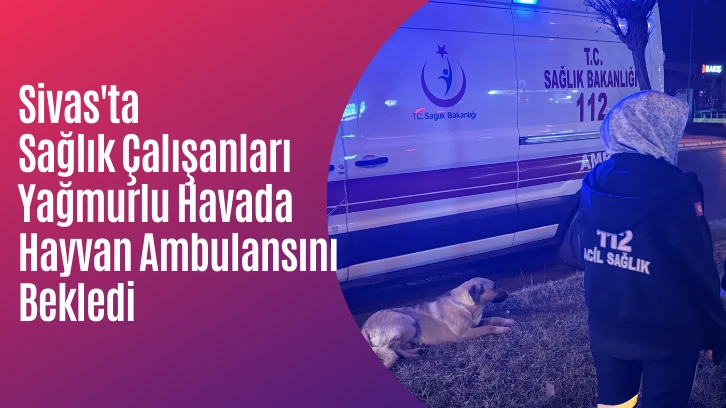 Sivas'ta Sağlık Çalışanları Yağmurlu Havada Hayvan Ambulansını Bekledi 