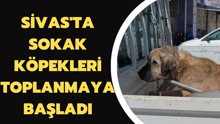 Sivas'ta Sokak Köpekleri Toplanmaya Başladı 