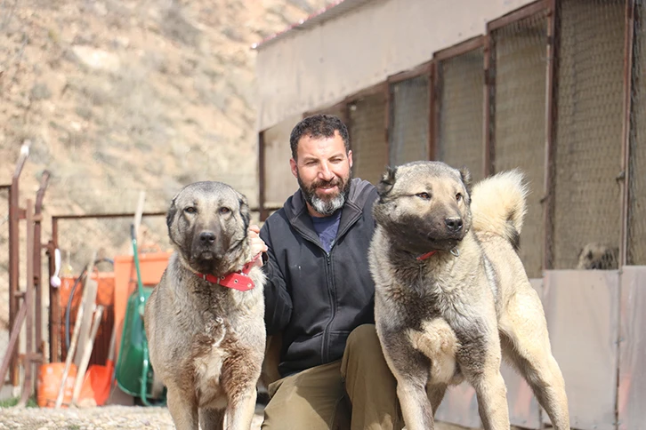 Sivas'ta Sokak Köpeklerinde Kurt Özellikleri Görülmeye Başladı