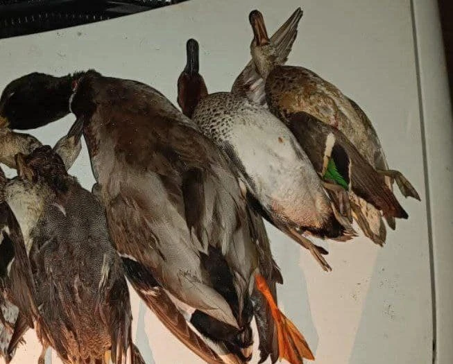 Sivas'ta Usulsüz Avlananlar Yakayı Ele Verdi