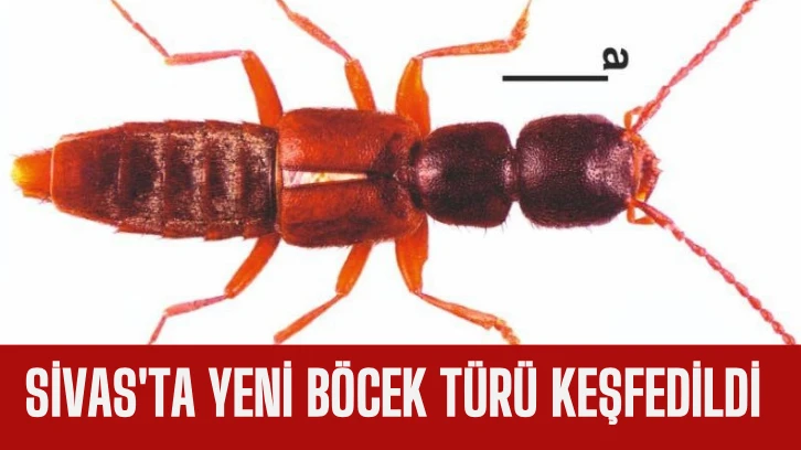 Sivas'ta Yeni Böcek Türü Keşfedildi 