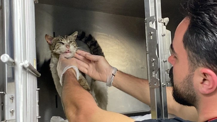 Sokak kedisi, kulağındaki tümörle veteriner hekimin ayağına gitti