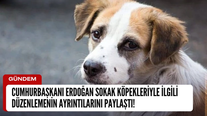 Cumhurbaşkanı Erdoğan Sokak Köpekleriyle İlgili Düzenlemenin Ayrıntılarını Paylaştı! 