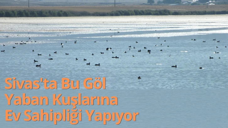 Sivas'ta Bu Göl Yaban Kuşlarına Ev Sahipliği Yapıyor 