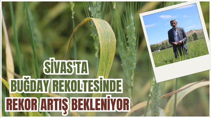 Sivas'ta buğday rekoltesinde rekor artış bekleniyor