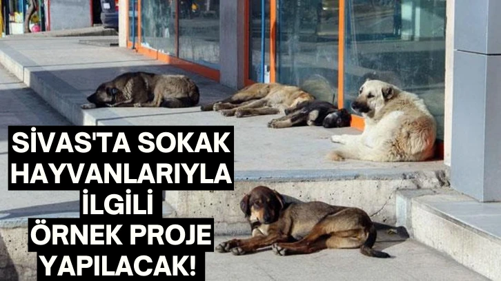 Sivas'ta Sokak Hayvanlarıyla İlgili Örnek Proje Yapılacak! 