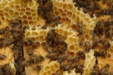 Akademik Arılar, Üretime Başladı