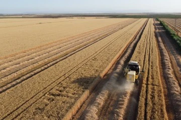 Amik Ovası'nda Buğday Hasadı Başladı