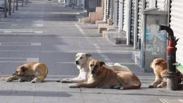 Bakan Yumaklı Açıkladı: Türkiye'de Ne Kadar Başıboş Köpek Var? 