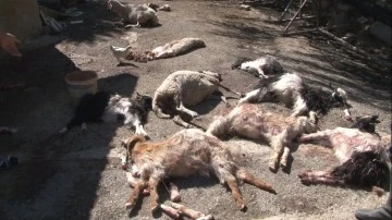 Başıboş Köpekler Dehşet Saçtı, 50'den Fazla Hayvan Telef Oldu 