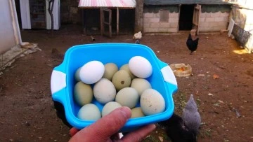 Bu Yumurtanın Tanesi 20 Lira! 