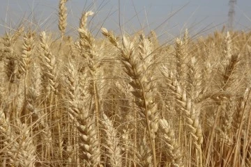 Buğdayın Önemi Yeni Anlaşıldı