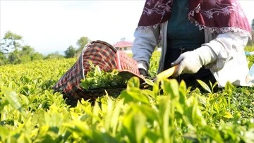 Çay Üreticileri Müjde;1 Milyar 763 Milyon Liralık Destek Ödemesi Yapılacak