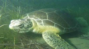 Deniz Kaplumbağalarına Koruma