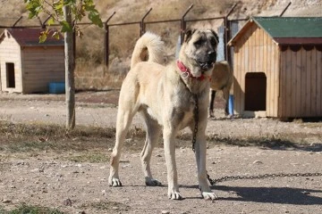 Dünyanın En Sadık ve En Cesur Sürü Koruma Köpeği