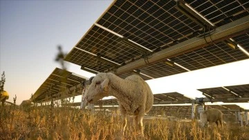 Güneş Enerji Santralinde Koyunlar Otluyor