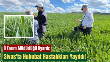 İl Tarım Müdürlüğü Uyardı: Sivas'ta Hububat Hastalıkları Yayıldı!