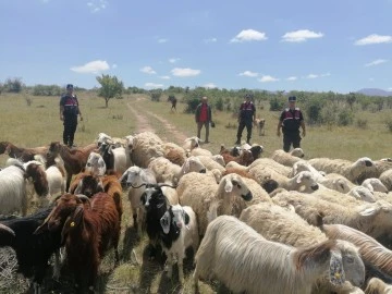 Jandarma Kayıp 100 Koyunu Dronla Buldu
