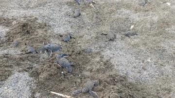Kaplumbağaların Denizle Buluşmasına Katkıda Bulundu