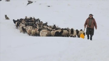 Kar, Hayvanlarını Köylere İndiren Besicilerin İşini Zorlaştırdı