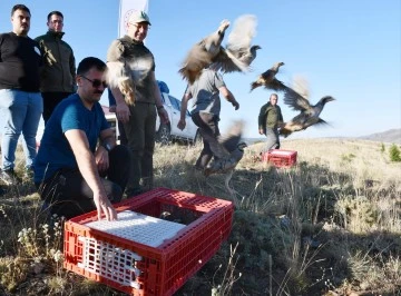 'Kene Avcısı' Yüzlerce Keklik Doğaya Bırakıldı