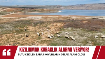 Kızılırmak Kuraklık Alarmı Veriyor! Suyu Çekilen Baraj Koyunların Otlak Alanı Oldu! 