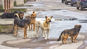 Komşu İlimizde Belediye Sokak Köpeklerini Toplama Kararı Aldı 