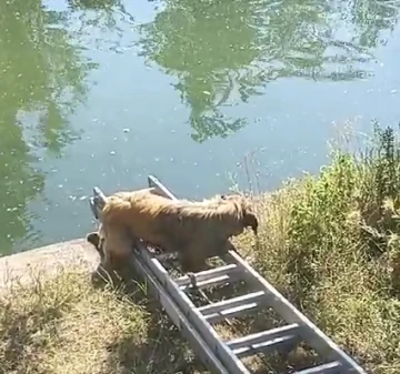 Yangın Havuzuna Düşen Köpekleri İtfaiye Kurtardı 