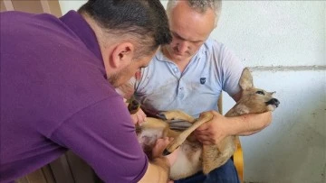 Köpekler Yavru Karacayı Yaraladı, Tedavi Altında 